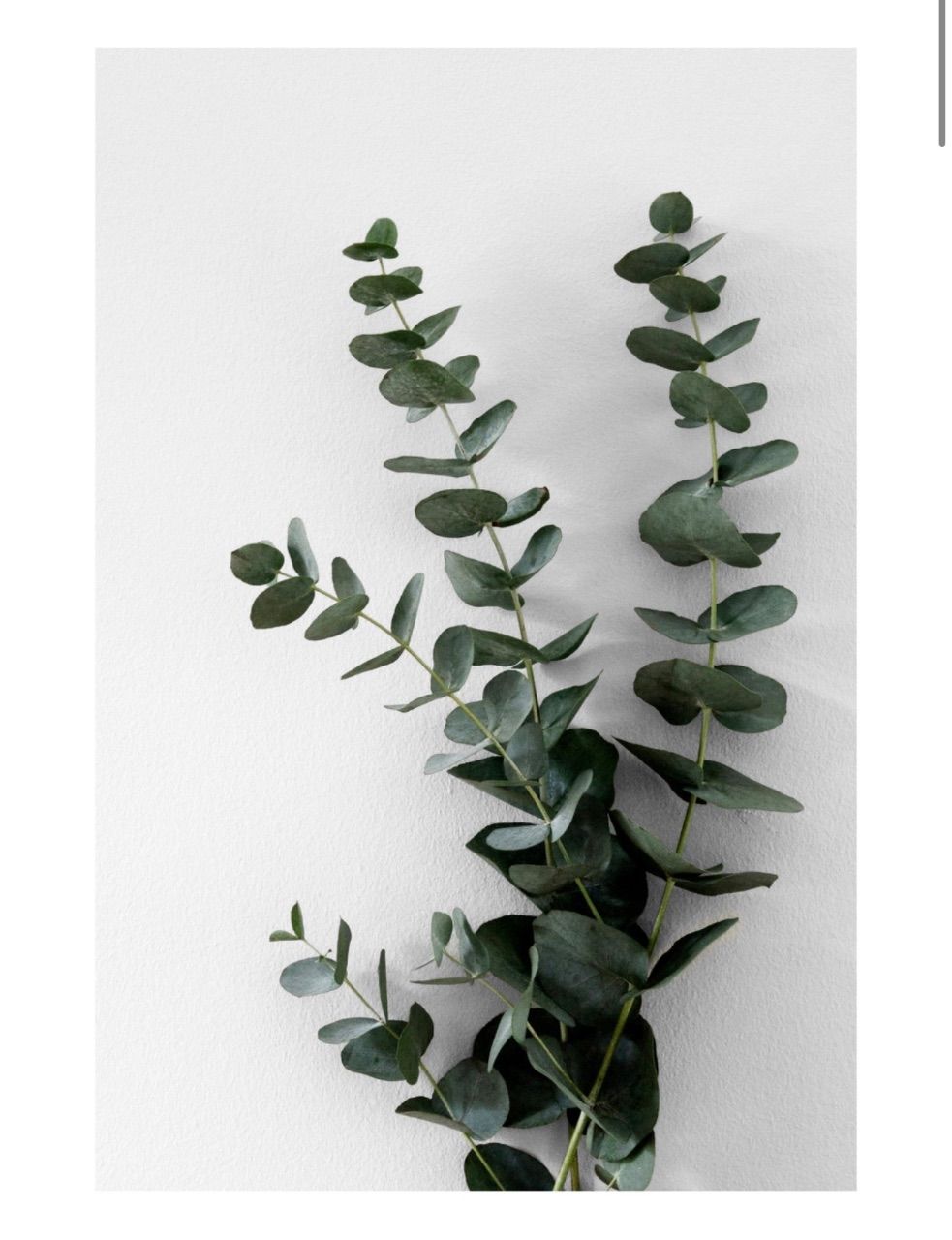DESENIO  DESENIO - Eucalyptus Branch Two Poster - 50x70 cm Size 50x70 cm